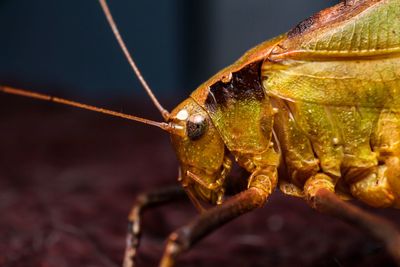 Close-up of insect