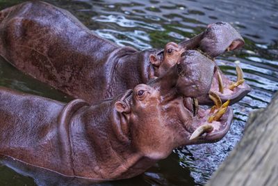 Close-up of horse drinking water