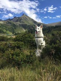 Dog on field against sky