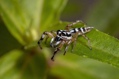 Close-up of spider on plant