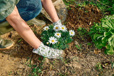 Gardener woman planting daisy flowers in the soil of flowerbed spring garden. house gardening. 