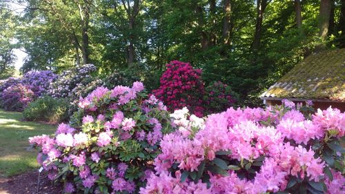 Pink flowers growing on tree