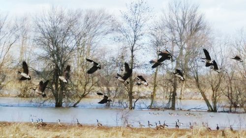 Birds flying over bare trees against sky