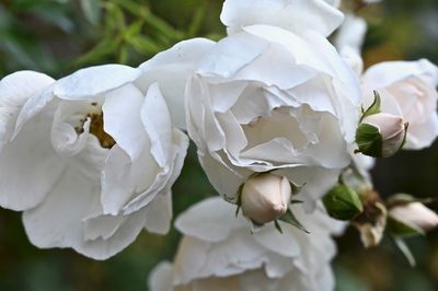 Close-up of white roses