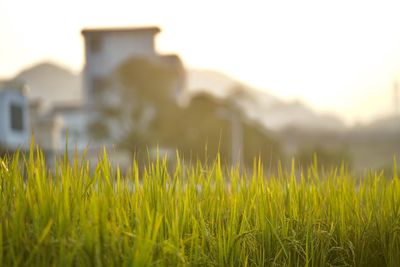 Close-up of grass on field against clear sky