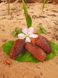 High angle view of flowering plant on land