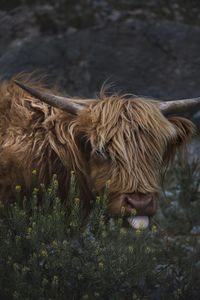 Fluffy cow in a field