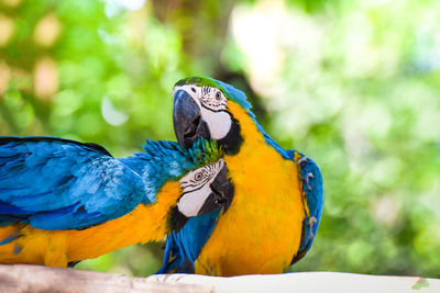 Close-up of parrot perching