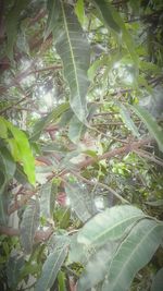 Close-up of fresh green plants