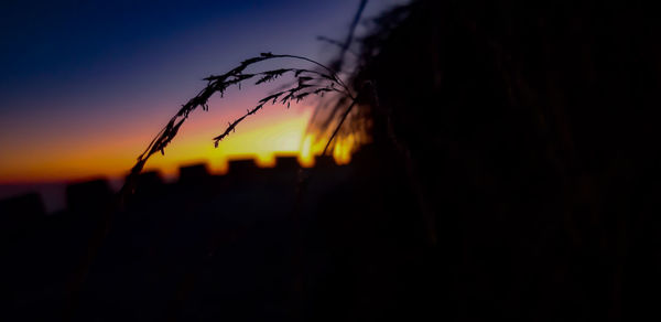 Close-up of silhouette plant during sunset