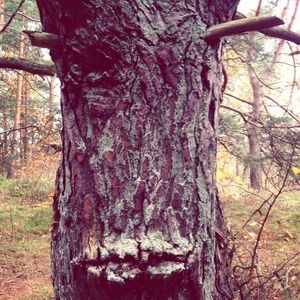 Tree trunk in forest