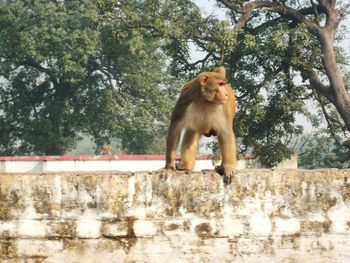 Monkey on tree against sky