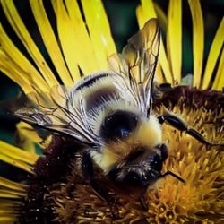 Close-up of an animal