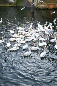 Swans in water