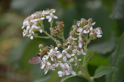 Close-up of butterfly on white flowering plant