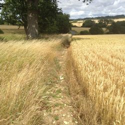 Field against cloudy sky