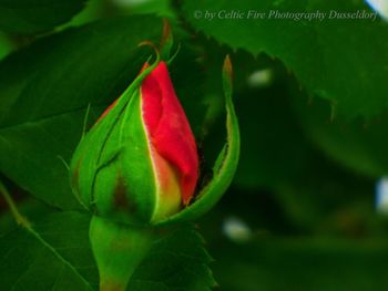 Close-up of red flowering plant