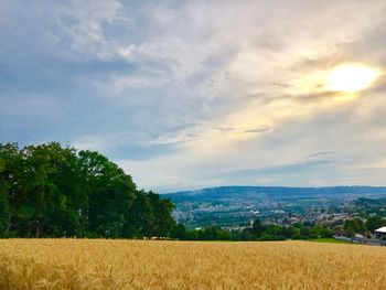 Scenic view of wheat field against sky