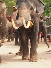 View of elephant