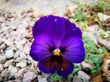 Close-up of purple flower