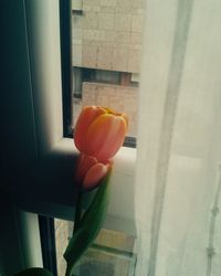 Close-up of flower on window