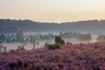 Trees on landscape against sky during foggy weather