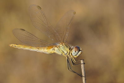 Close-up of damselfly on stem