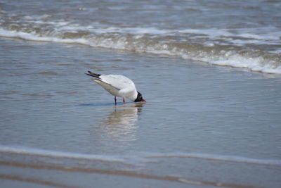 Seagull on beach