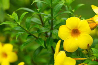 Close-up of yellow flowering plant