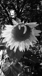 Close-up of flower blooming outdoors