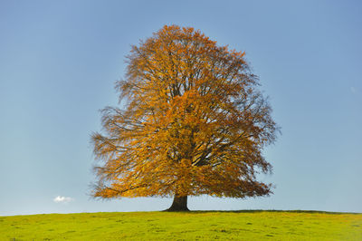 Tree on field against clear sky during autumn