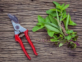 Close-up of holy basil and pruning shears on wooden table