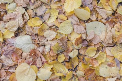 Full frame shot of dry maple leaves