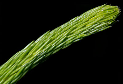 Close-up of leaf over black background