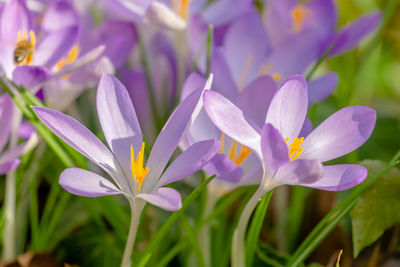 Close-up of purple crocus flowers on field