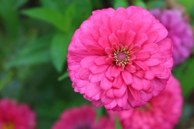 Close-up of pink flower