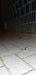 High angle view of an animal on footpath