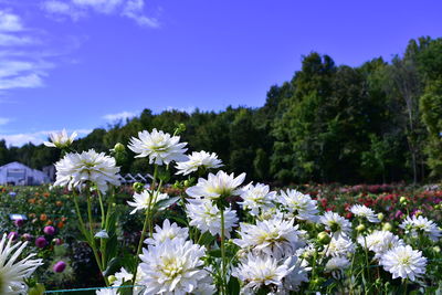Close-up of white flowering plants on field
