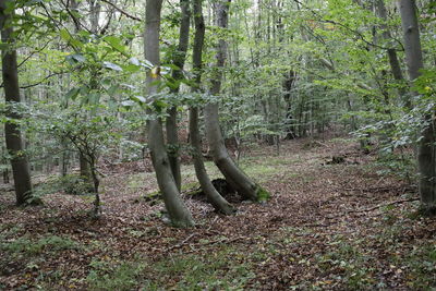 Trees growing in forest