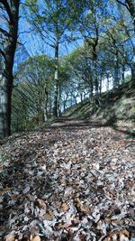 Trees in forest during autumn