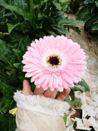 Close-up of pink flower