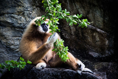 Monkey against rocky wall