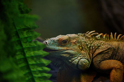 Close-up of iguana