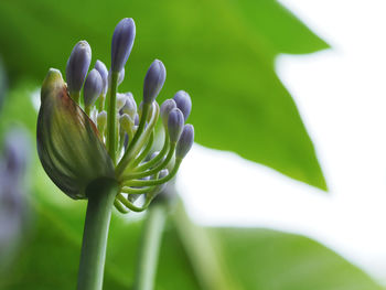 Close-up of flowers