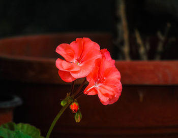 Close-up of red hibiscus flower