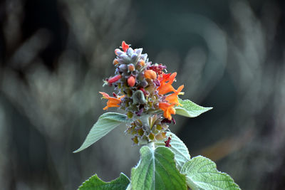 Close-up of flowering plant