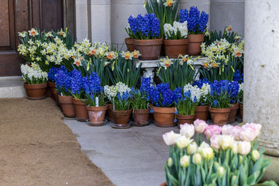 Potted plants at flower pot