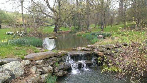 Scenic view of waterfall in forest