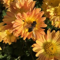 Close-up of bee pollinating on flower