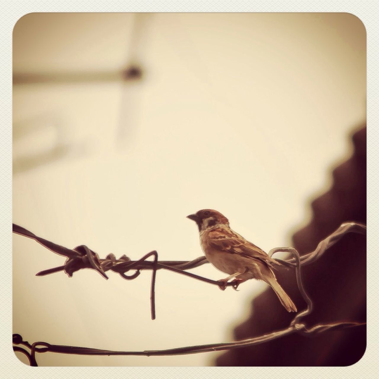 animal themes, animals in the wild, bird, wildlife, one animal, perching, focus on foreground, transfer print, full length, auto post production filter, close-up, side view, zoology, two animals, no people, day, nature, beak, railing, pigeon